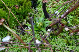 Image de Drosera filiformis Raf.