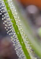 Image of Indian Sundew