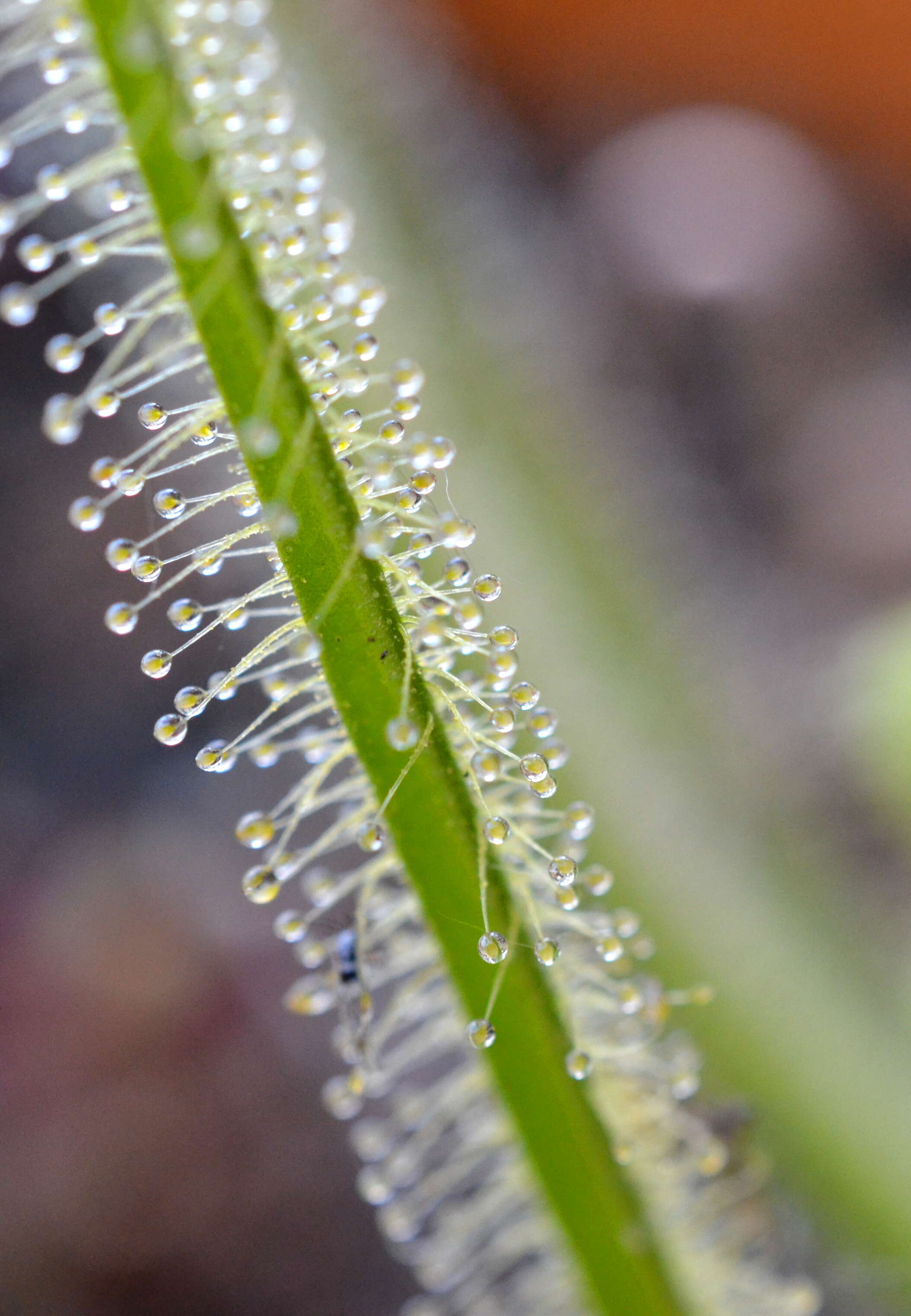 Image of Indian Sundew