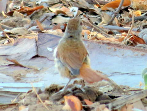 Image of Rufous-tailed Palm Thrush