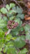 Image of Heracleum ligusticifolium Bieb.