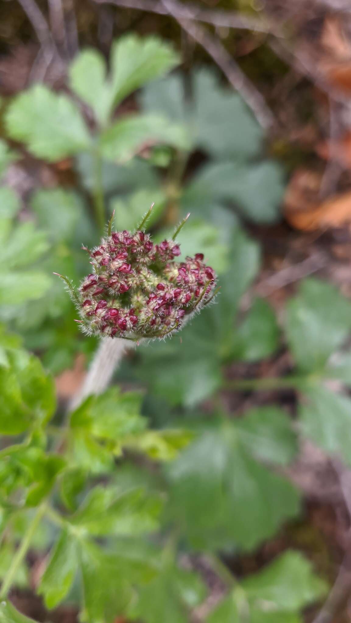 Image of Heracleum ligusticifolium Bieb.