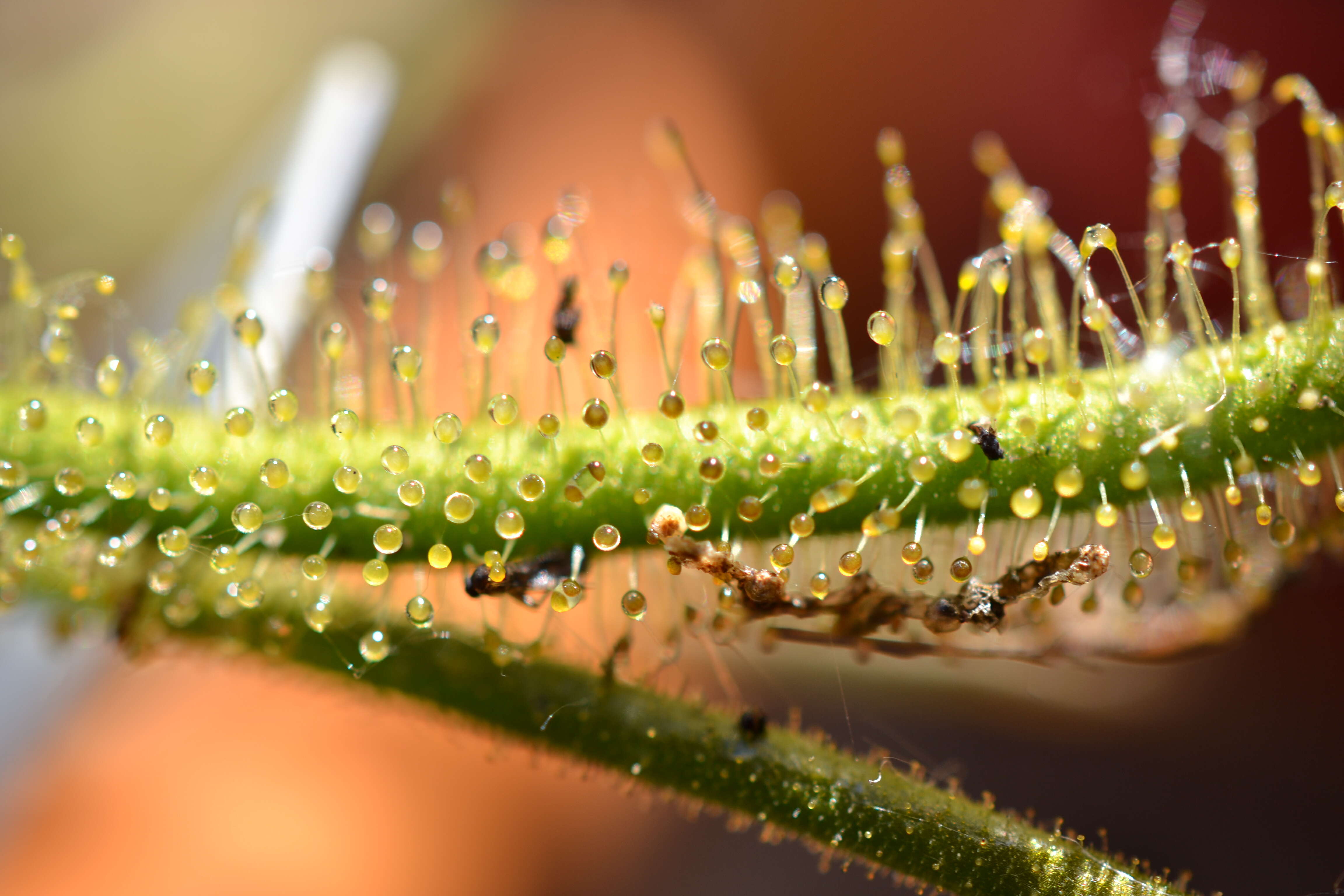 Image of Indian Sundew