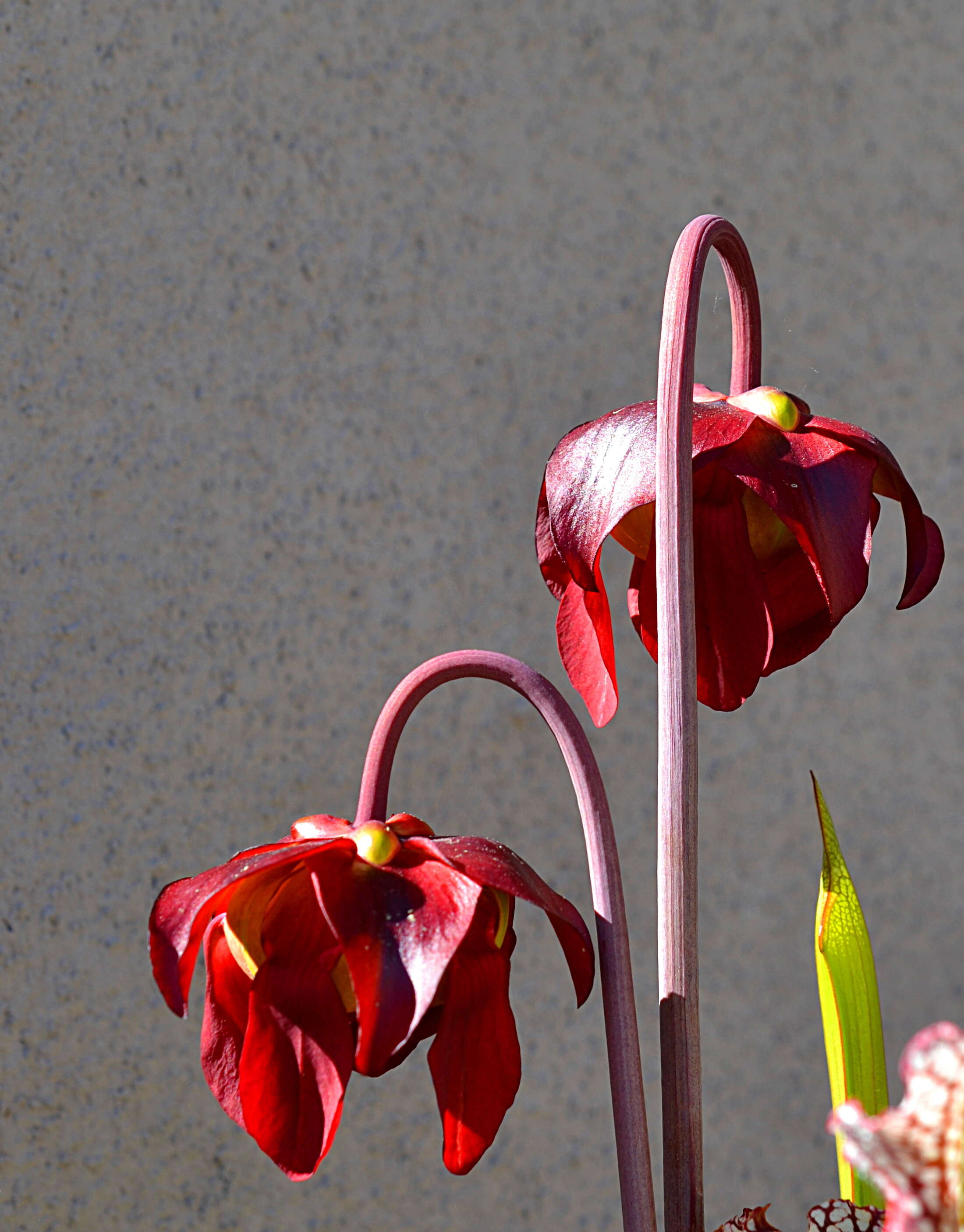 Image of crimson pitcherplant