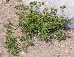 Image of brook cinquefoil