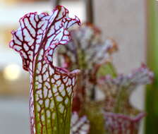 Image of crimson pitcherplant