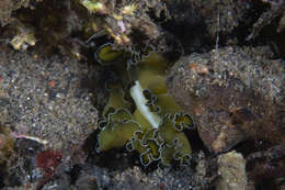 Image of Frilly baby poo flatworm