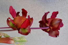 Image of crimson pitcherplant