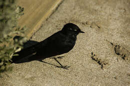 Image of Willie Wagtail