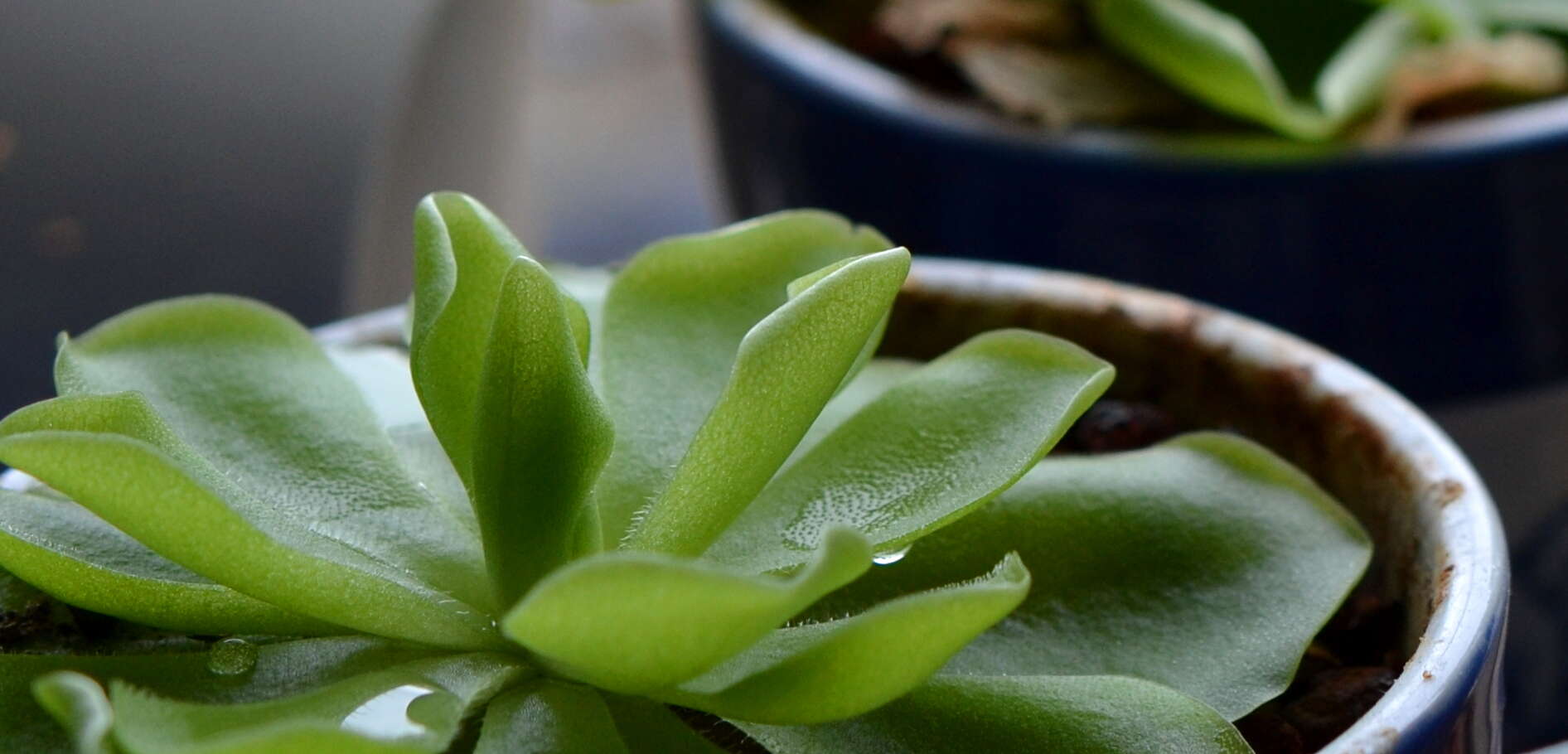 Image of Pinguicula moranensis Kunth