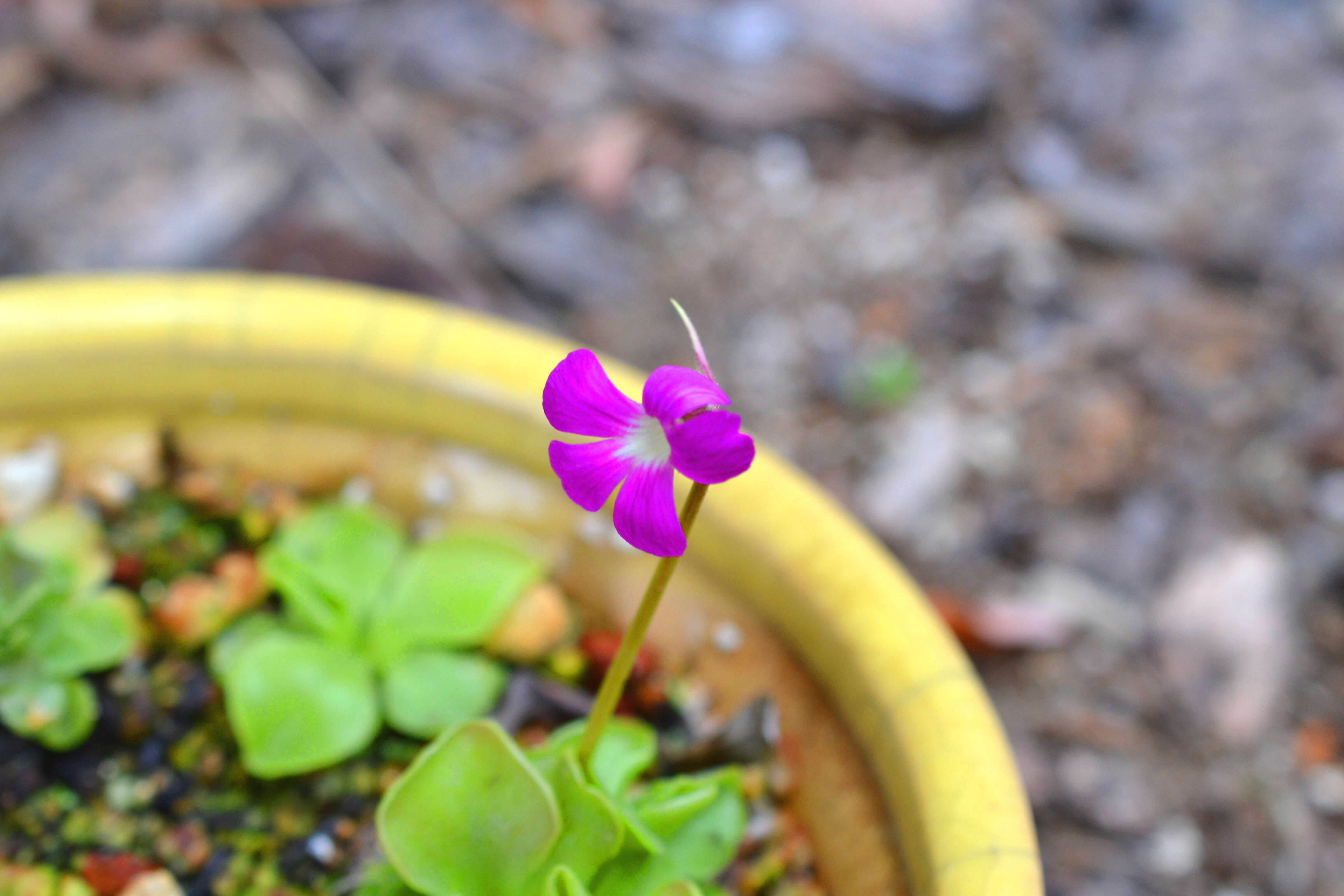 Image of Pinguicula moranensis Kunth