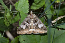 Image of <i>Drasteria grandirena</i>