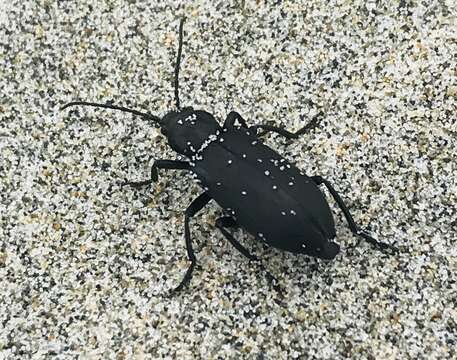 Image of Ditylus quadricollis (Le Conte 1851)