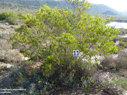 Image de Dodonaea viscosa subsp. angustifolia (L. fil.) J. G. West