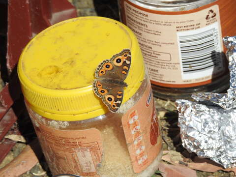 Image of Meadow Argus