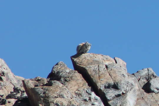 Image of Alpine Chipmunk