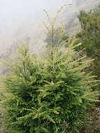 Image of Tsuga chinensis var. chinensis