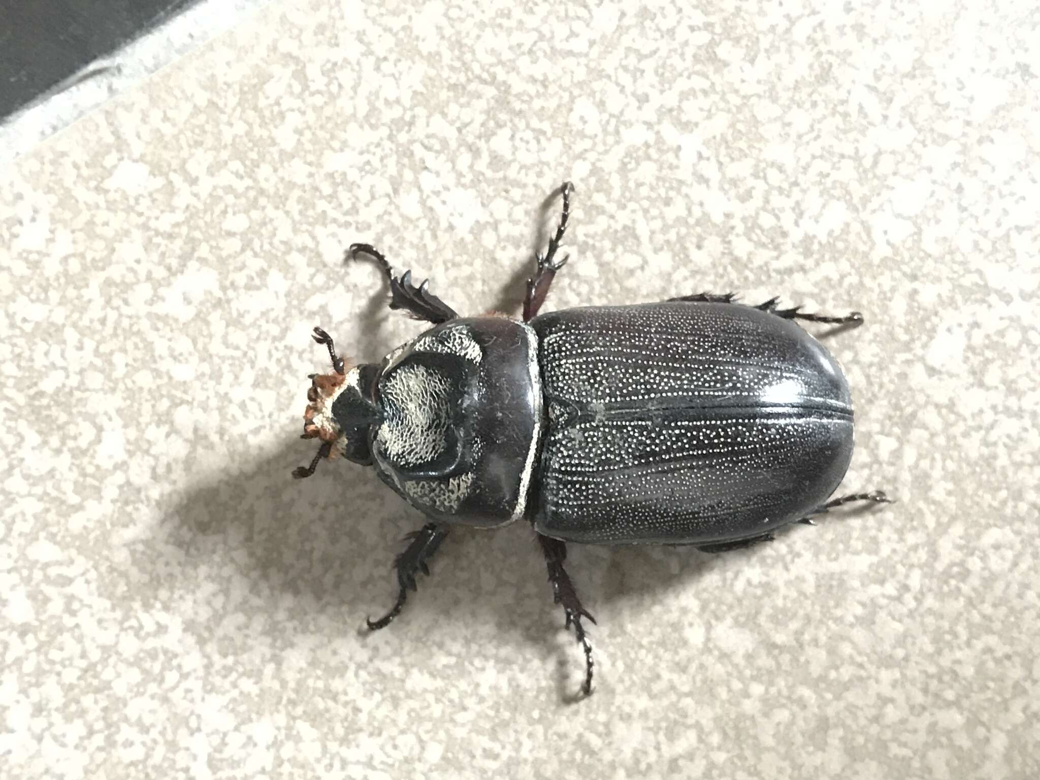 Image of Asian rhinoceros beetle