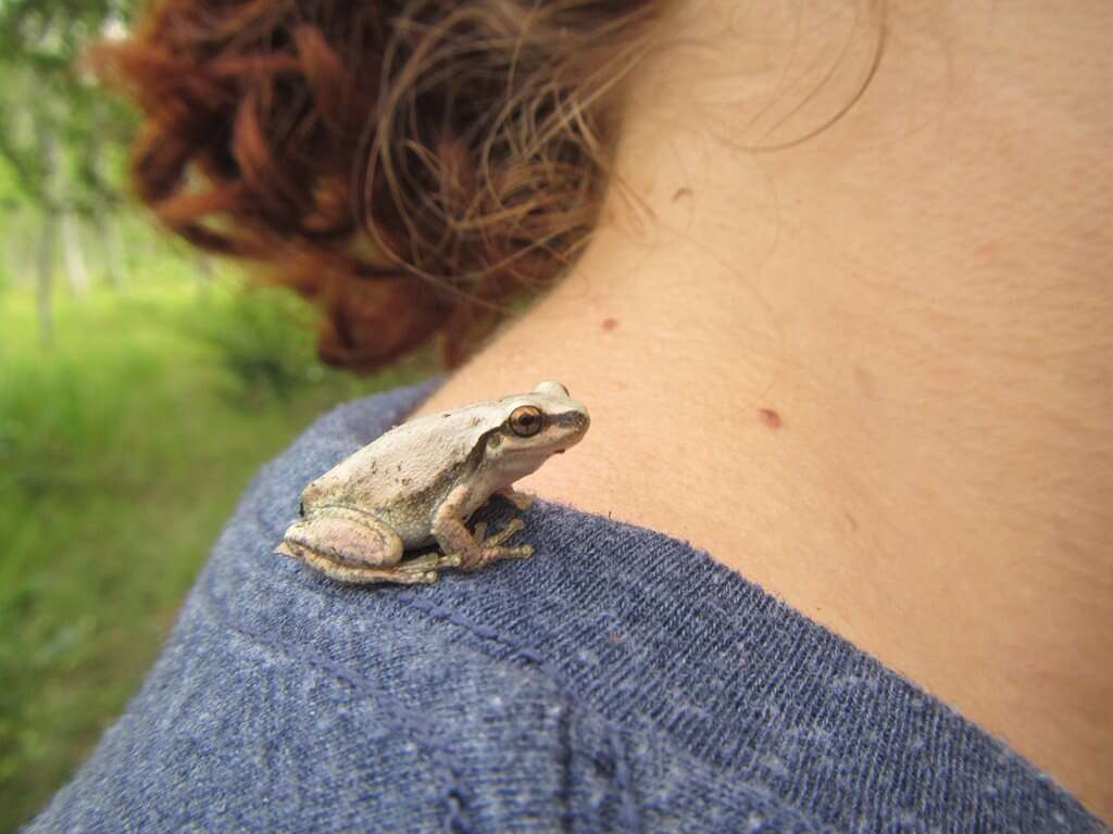 Image of Desert Tree Frog