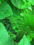 Image of prickly bog sedge