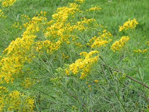 Senecio brasiliensis (Spreng.) Less.的圖片