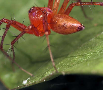 Image of Oxyopes vogelsangeri Lessert 1946