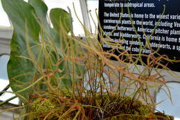 Image of Drosera binata Labill.