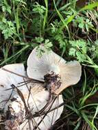 صورة Leucopaxillus gentianeus (Quél.) Kotl. 1966