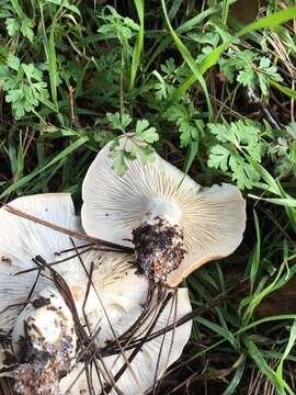 Image of bitter brown leucopaxillus