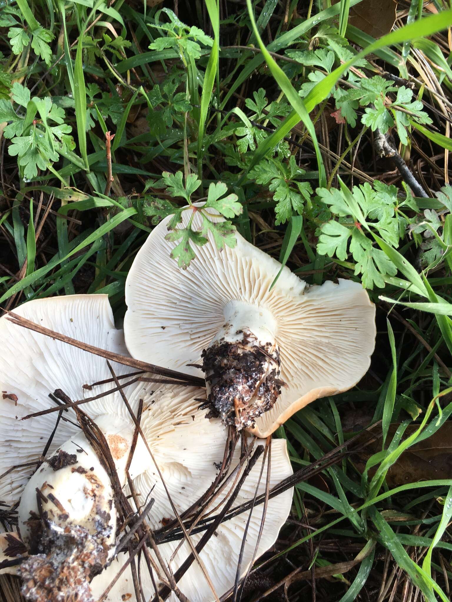 صورة Leucopaxillus gentianeus (Quél.) Kotl. 1966