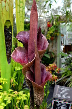 Amorphophallus konjac K. Koch resmi