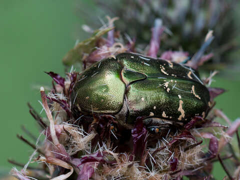 Image of Protaetia (Potosia) cuprea metallica (Herbst 1782)