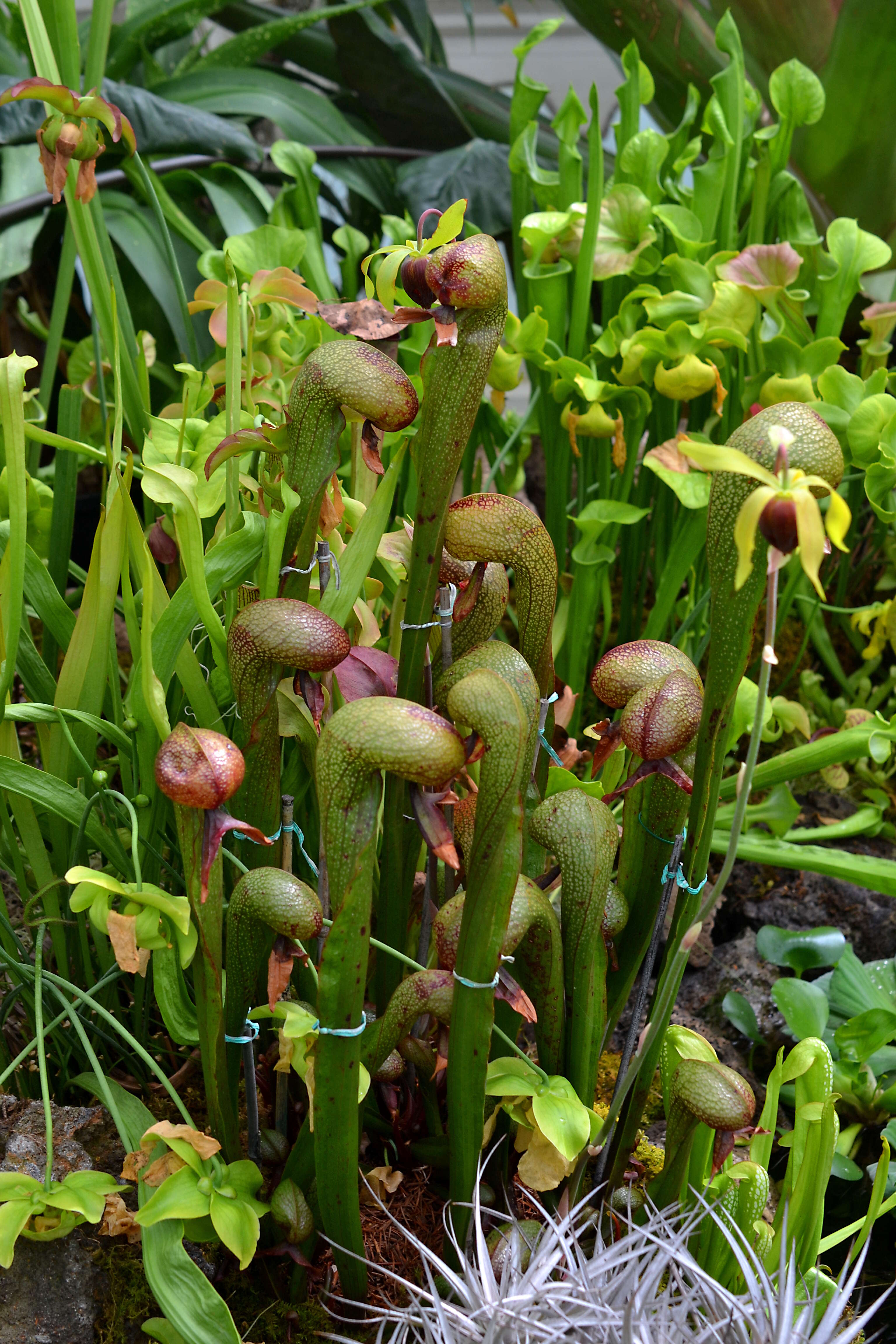 Image of California pitcherplant