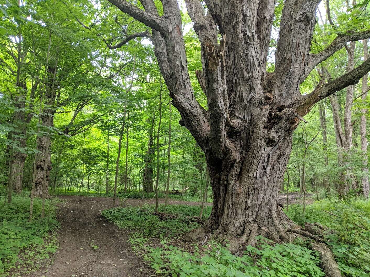 صورة Acer freemanii E. Murray