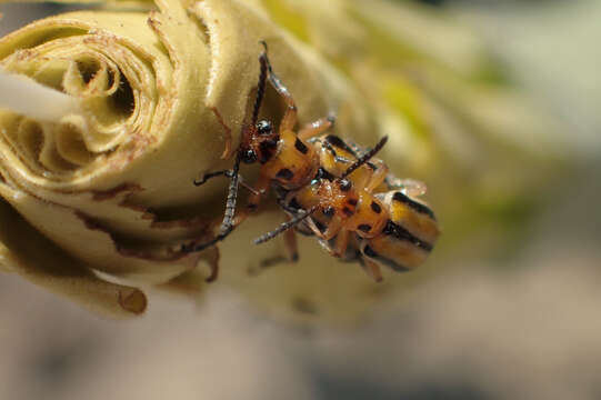 Image of Three-lined Potato Beetle