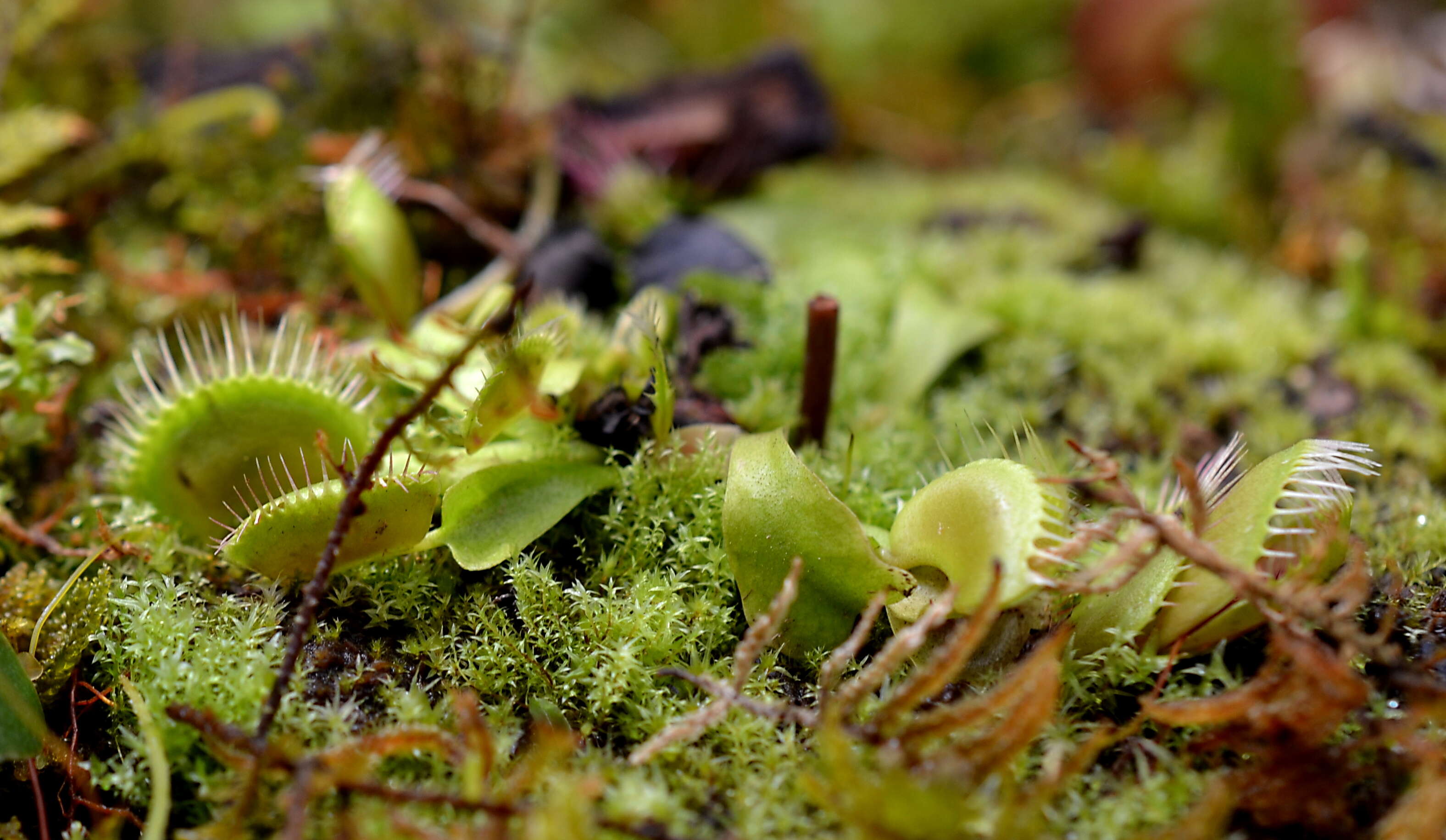 Image of Dionaea