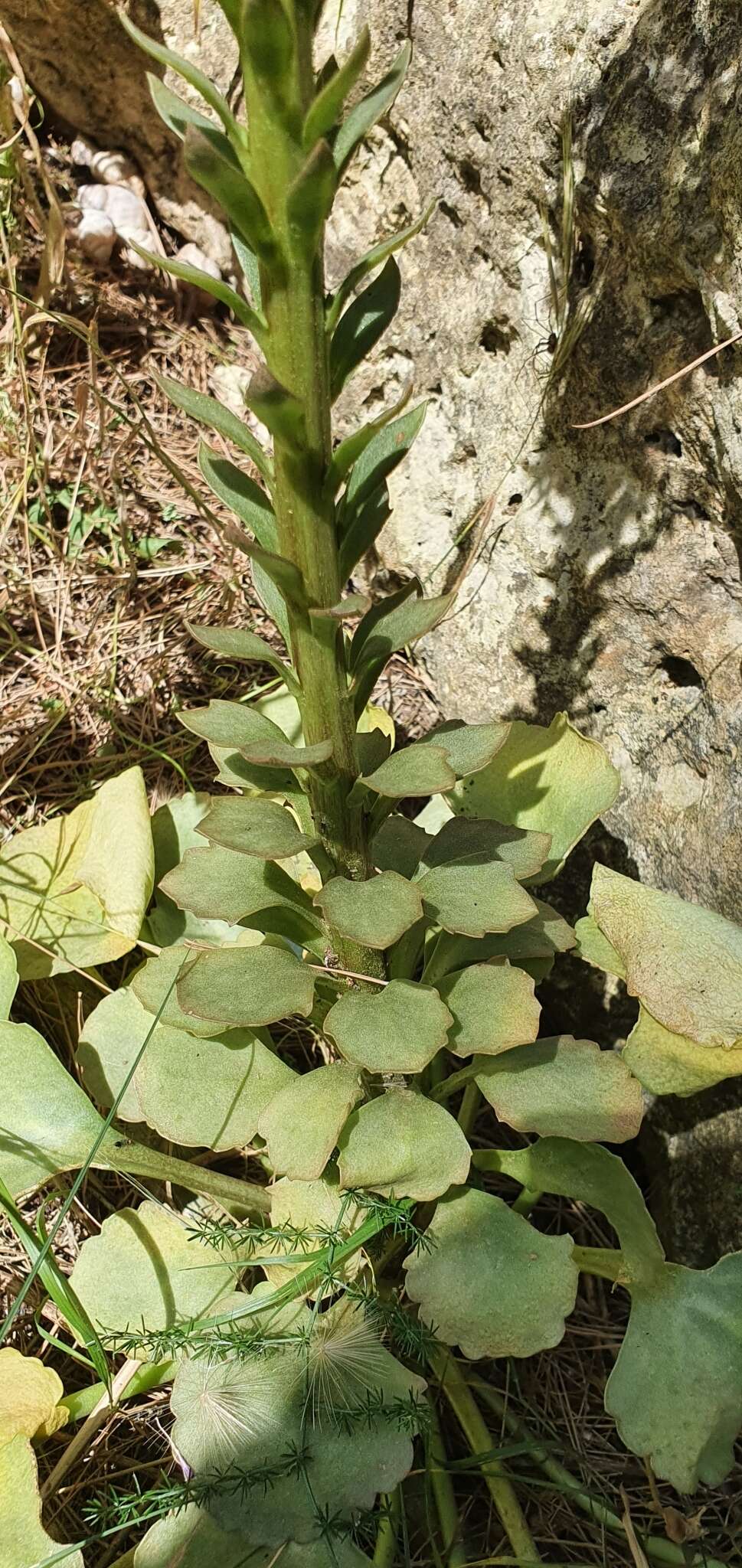 Image of Horizontal navelwort