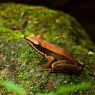 Image of Trivandrum frog