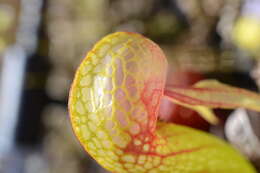 Image of California pitcherplant