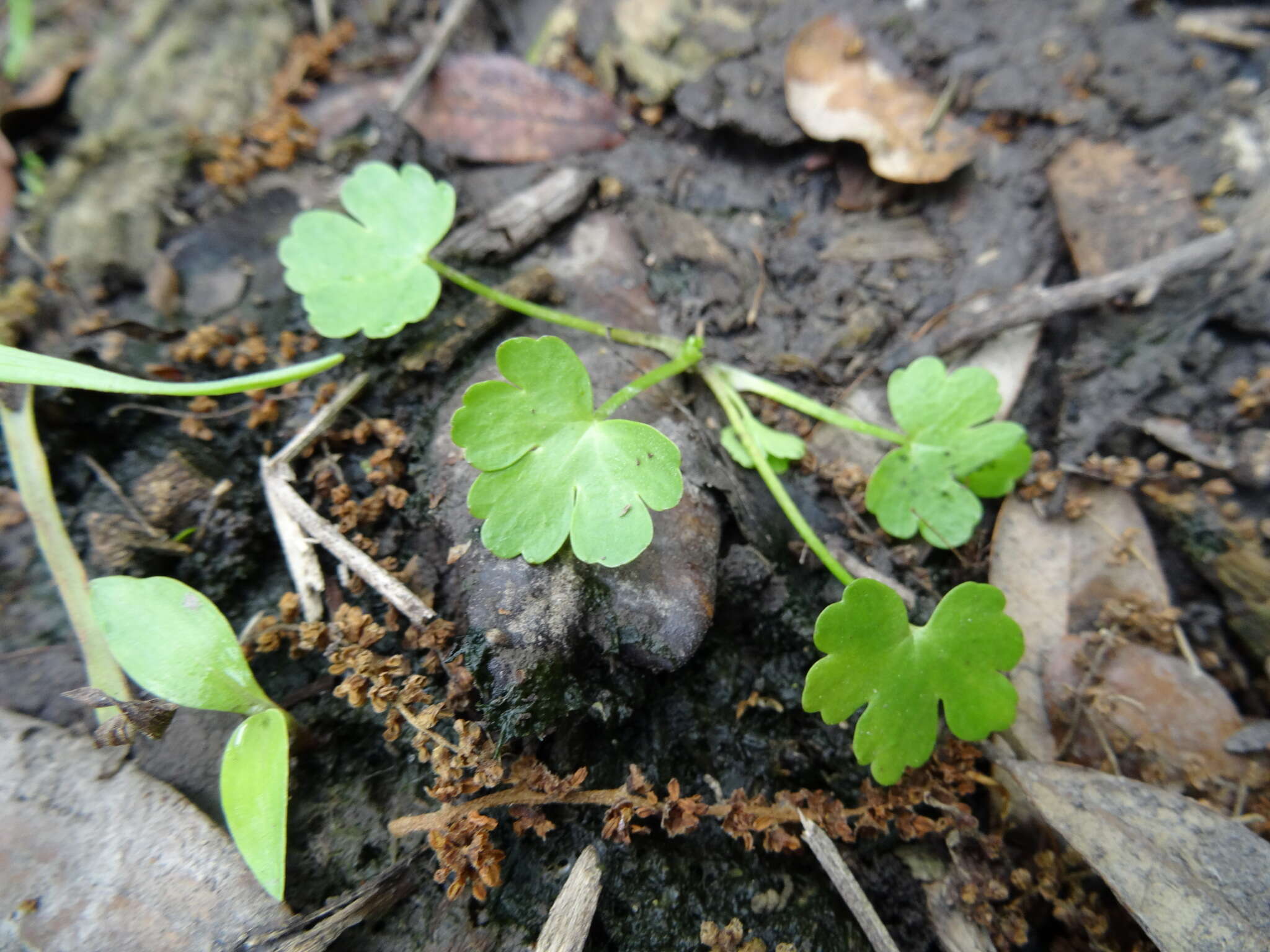 Image of hoary bowlesia