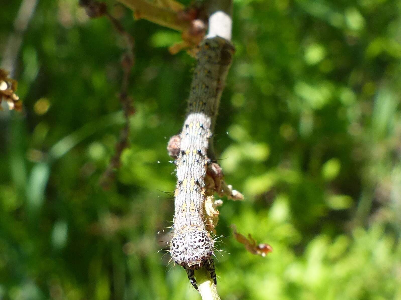 Image of Half-Wing