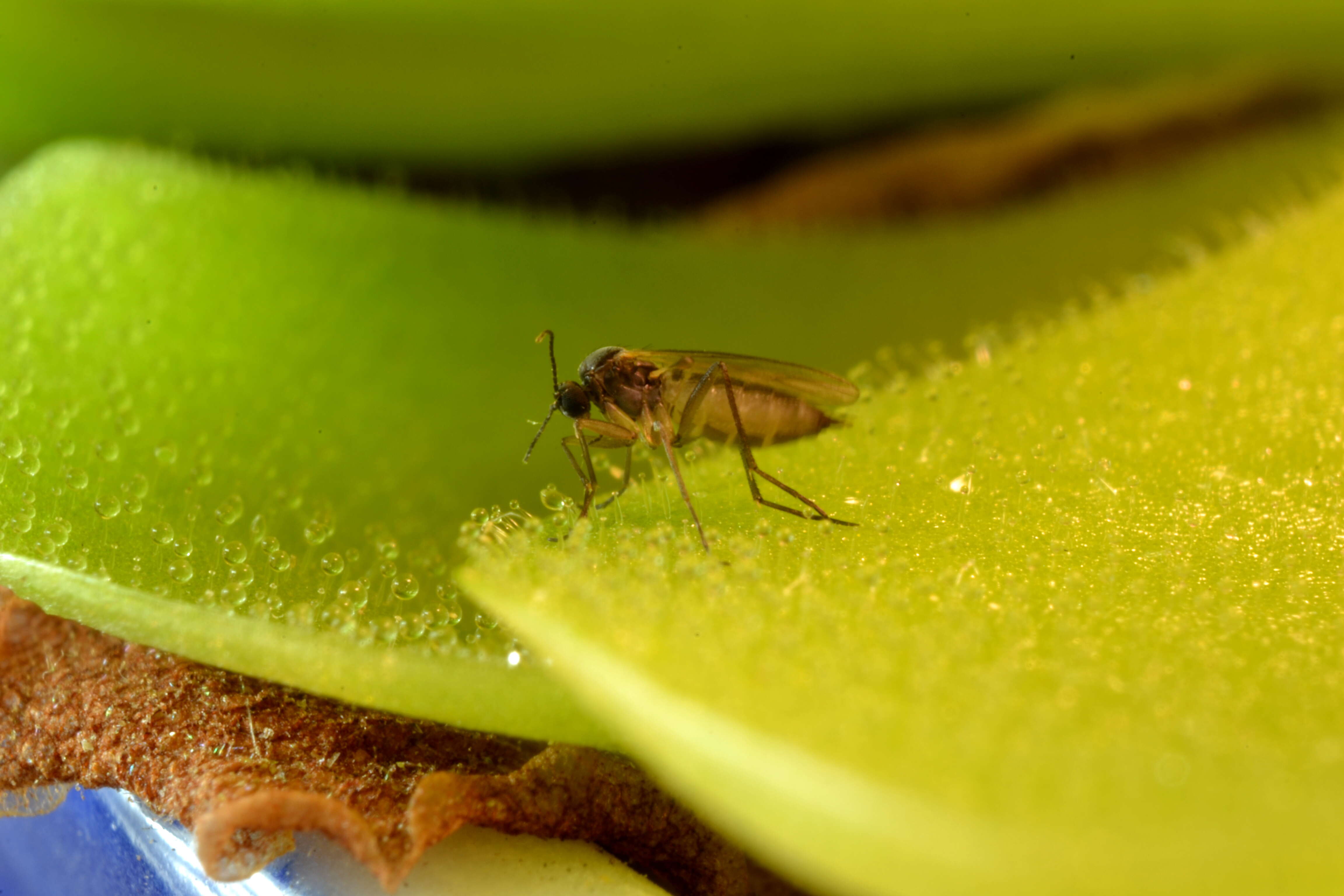 Image of Pinguicula moranensis Kunth