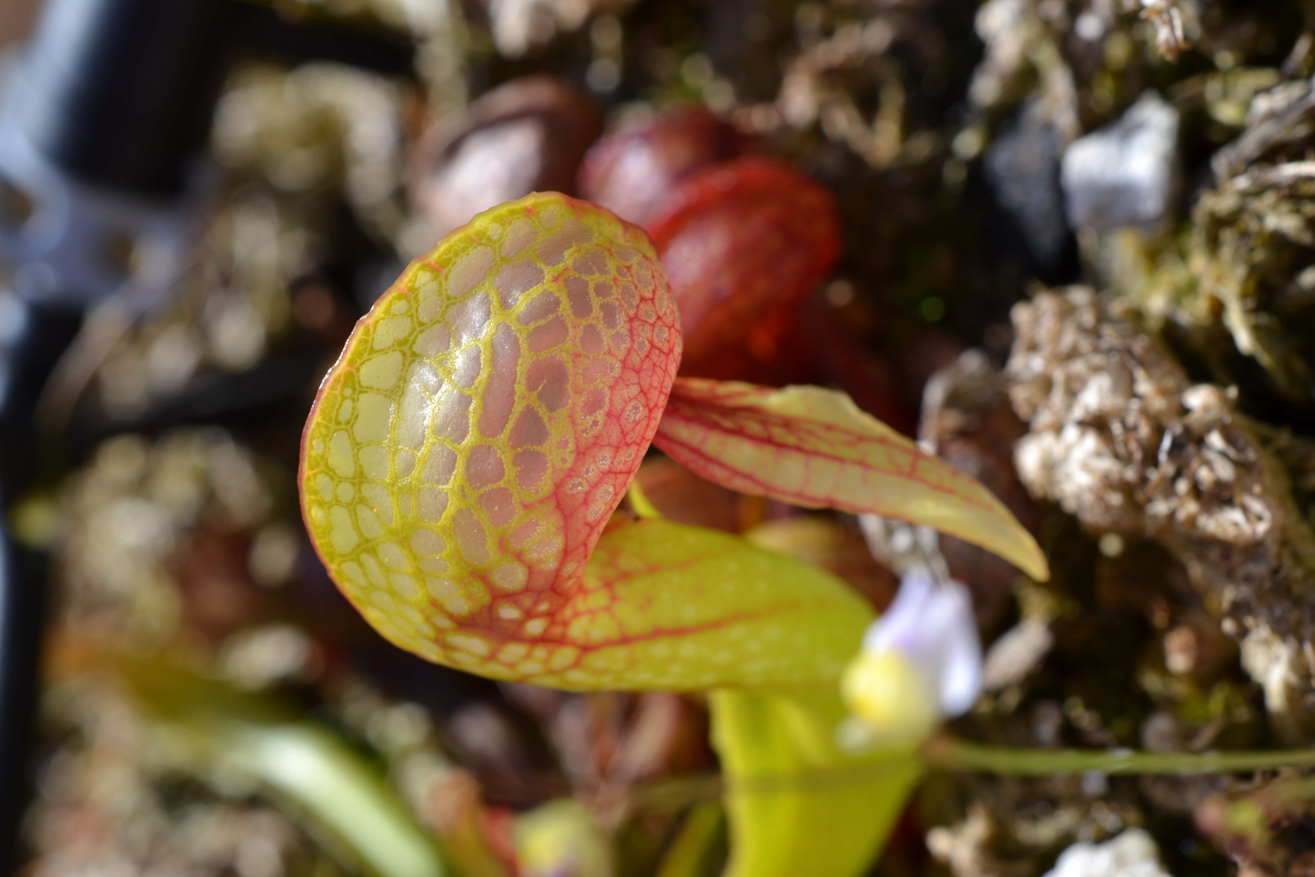 Image of California pitcherplant