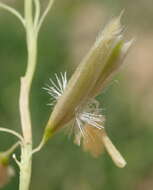 Image of pyp grass