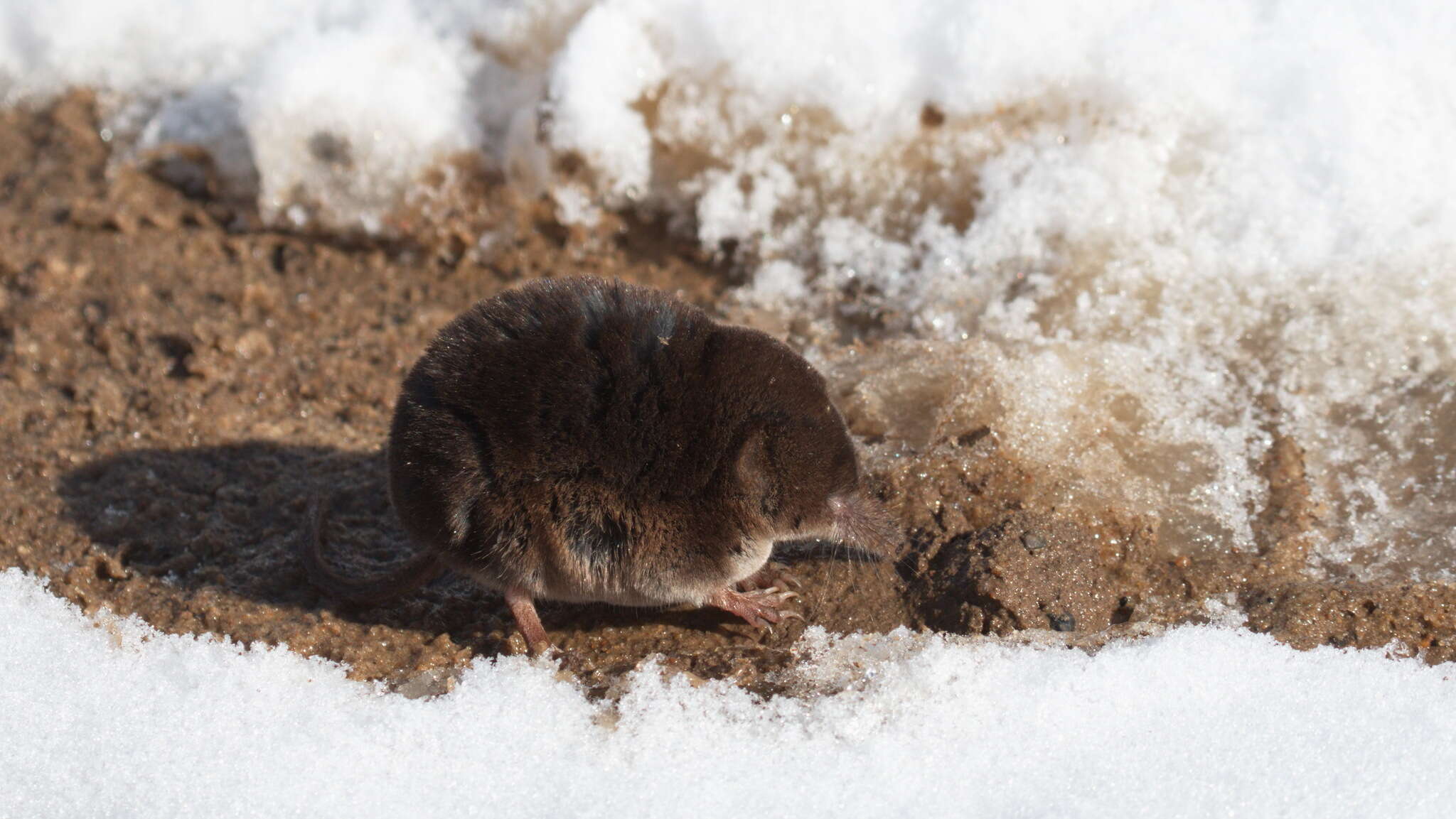 Image of Sorex subgen. Sorex Linnaeus 1758