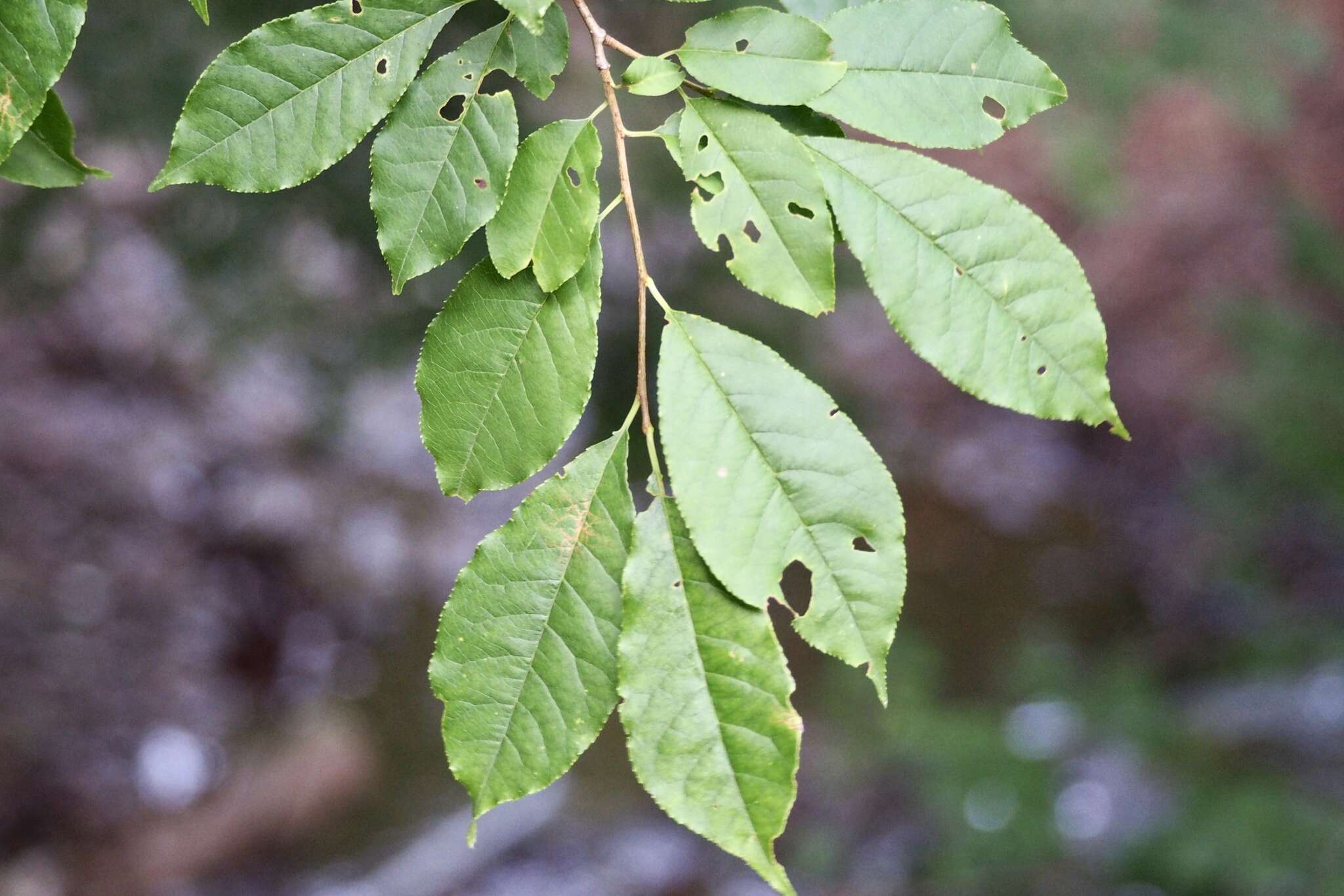 Imagem de Prunus buergeriana Miq.