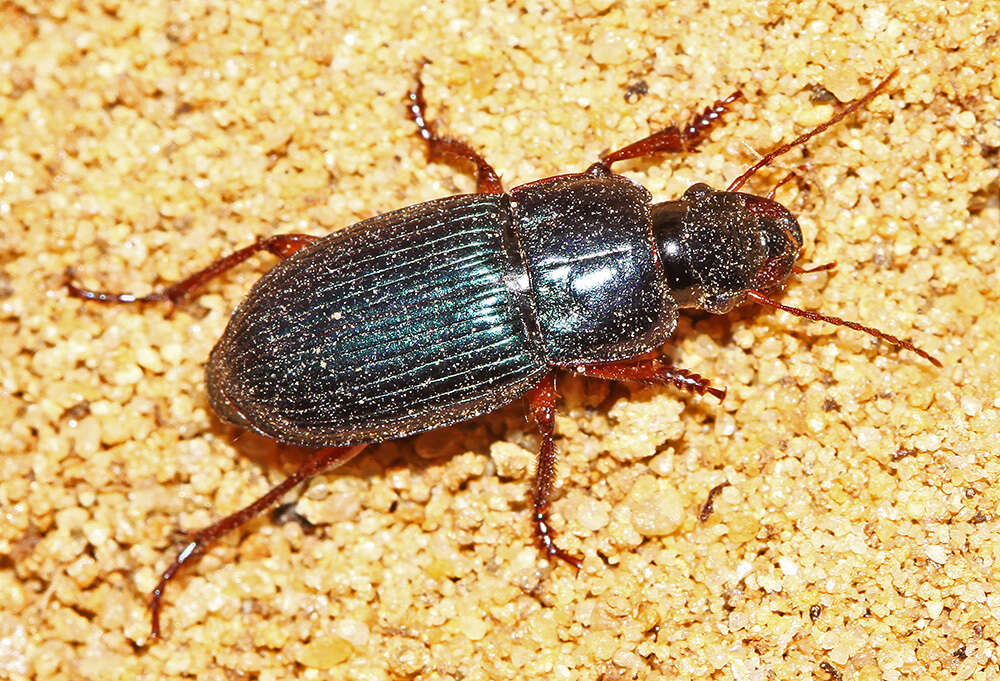 Image of Carabidae