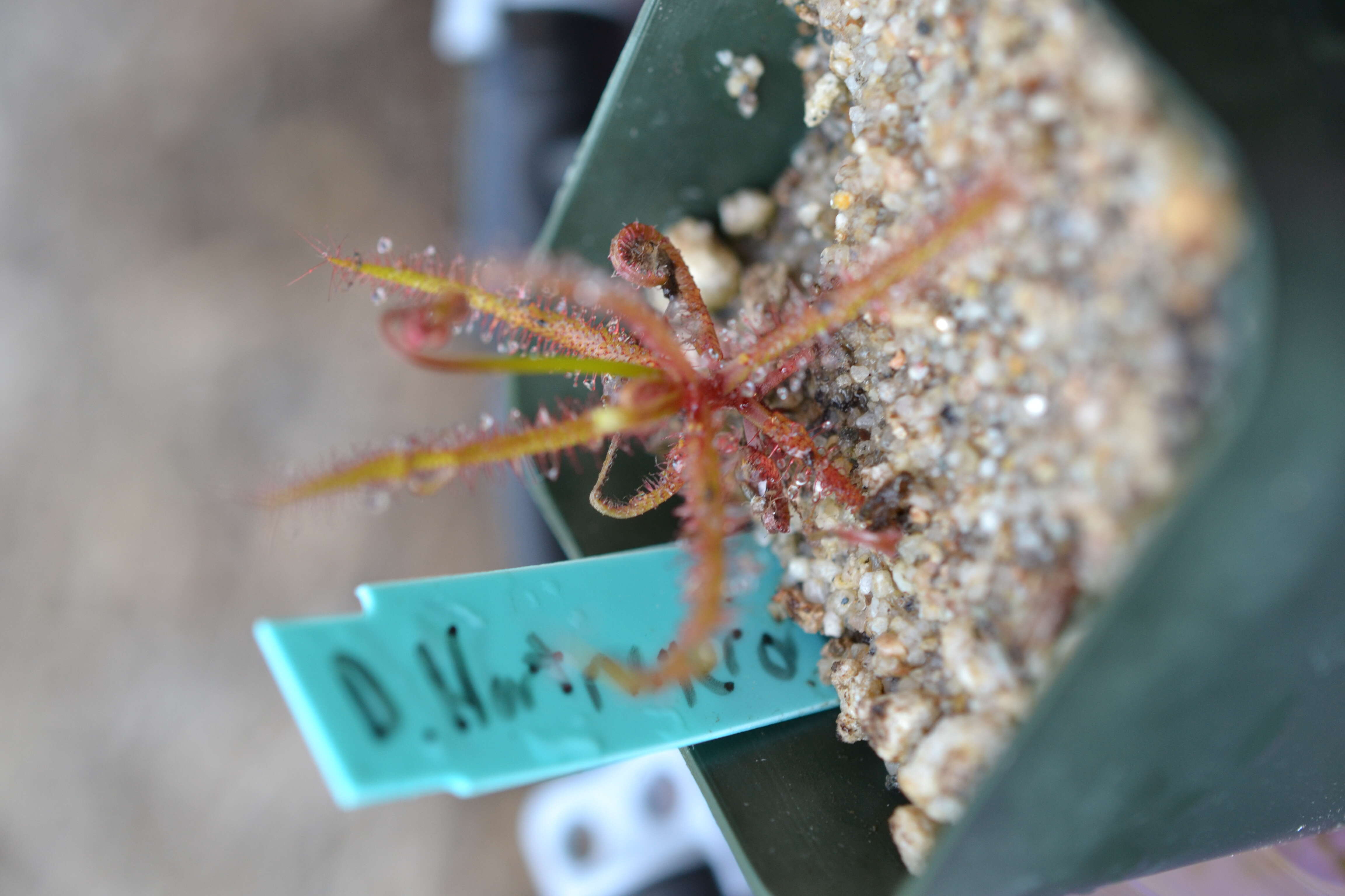 صورة Drosera hartmeyerorum Schlauer