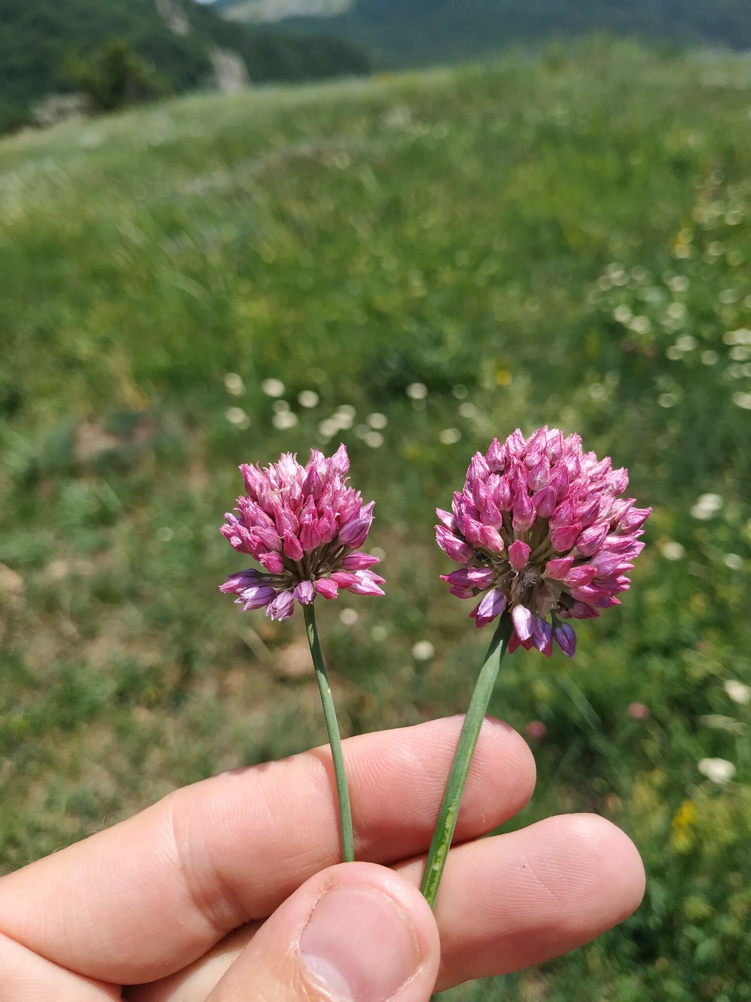 Image of sand leek