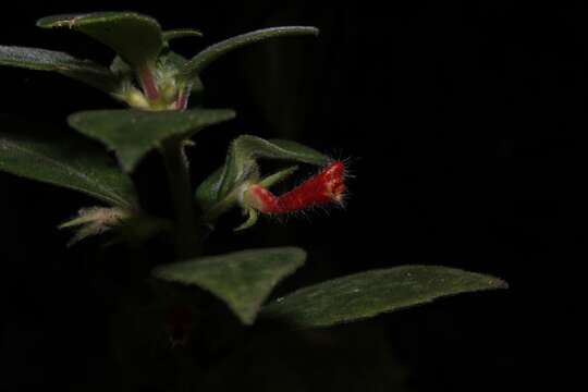 Image of Nematanthus fissus (Vell.) L. E. Skog